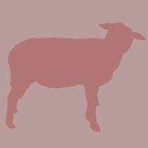 Carré de côtes filets agneau